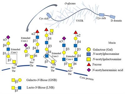 Molecular Insights Into O-Linked Glycan Utilization by Gut Microbes